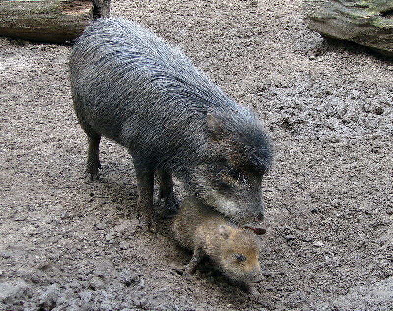 White-lipped Peccary (Tayassu pecari) - Wiki; DISPLAY FULL IMAGE.