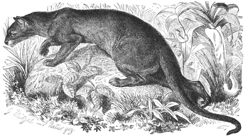 Fossa (Cryptoprocta ferox) illustration; DISPLAY FULL IMAGE.