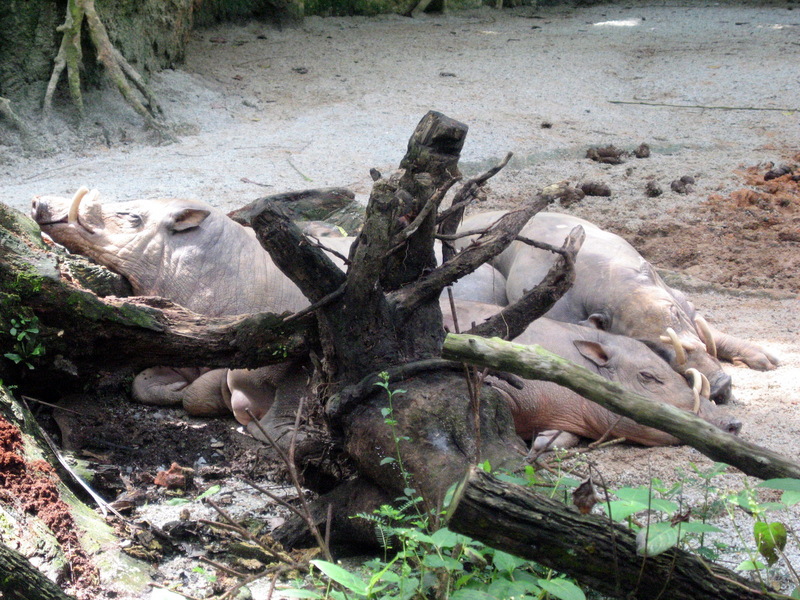 Babirusa (Babyrousa babyrussa) - Wiki; DISPLAY FULL IMAGE.