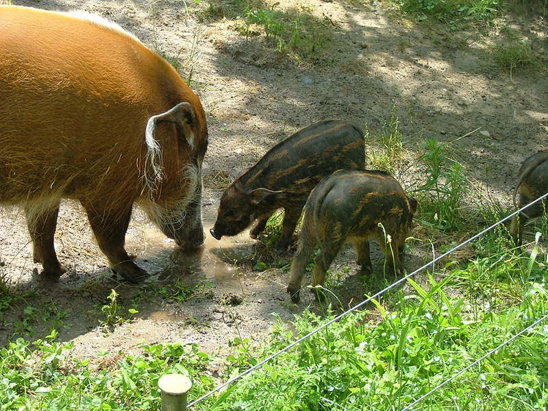 Red River Hog (Potamochoerus porcus) - Wiki; DISPLAY FULL IMAGE.