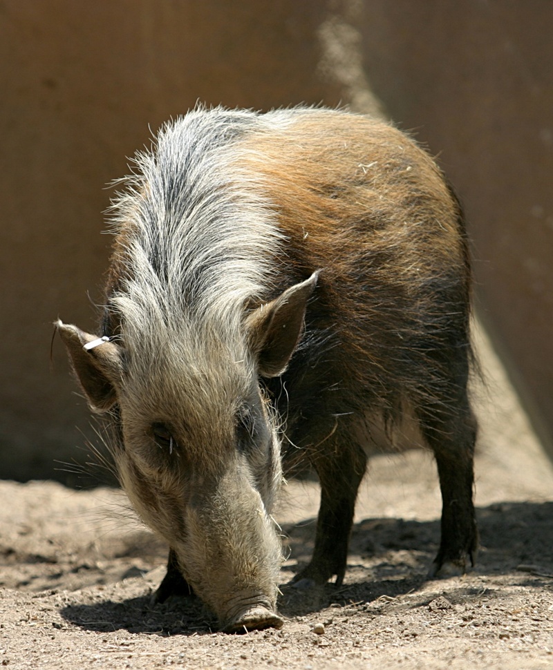 Bushpig (Potamochoerus larvatus) - Wiki; DISPLAY FULL IMAGE.