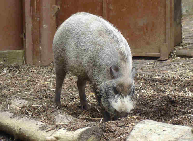 Bearded Pig (Sus barbatus) - Wiki; DISPLAY FULL IMAGE.