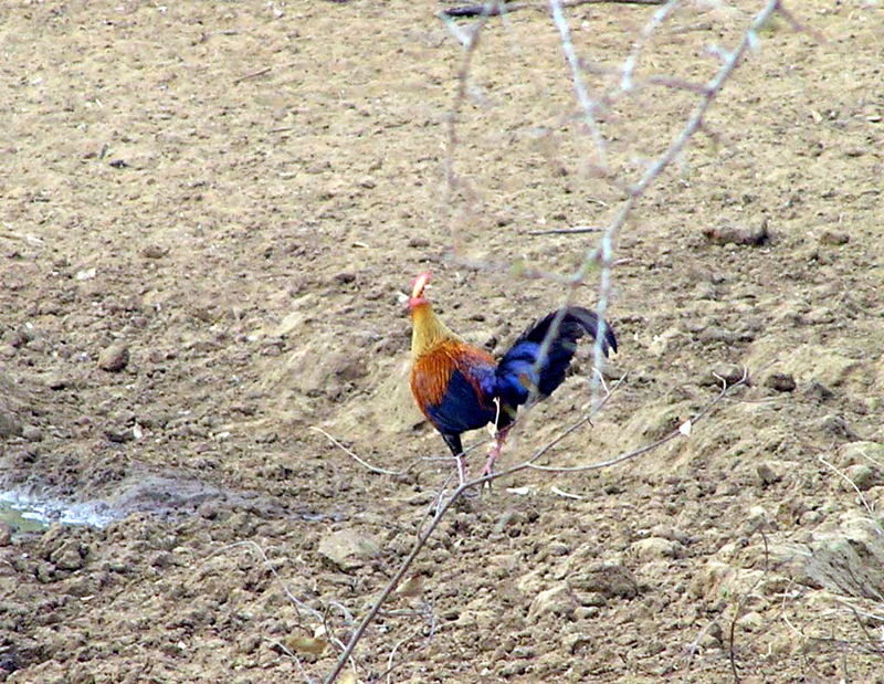 Sri Lanka Junglefowl (Gallus lafayetii); DISPLAY FULL IMAGE.