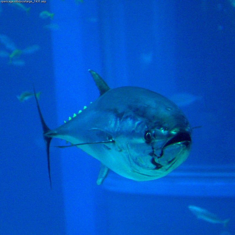 Northern Bluefin Tuna (Thunnus thynnus) at Osaka Aquarium; DISPLAY FULL IMAGE.