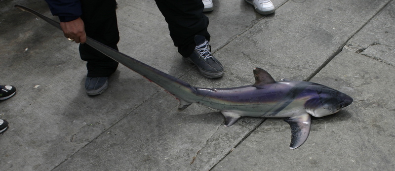 Thresher Shark (Family: Alopiidae, Genus: Alopias) - Wiki; DISPLAY FULL IMAGE.