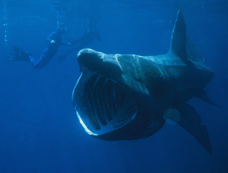 Basking Shark (Cetorhinus maximus) - Wiki; DISPLAY FULL IMAGE.