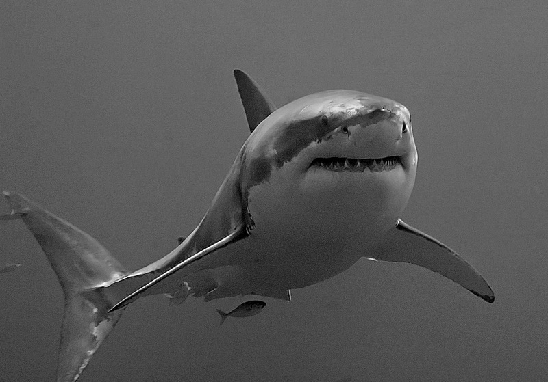 Great White Shark (Carcharodon carcharias) - Wiki; DISPLAY FULL IMAGE.