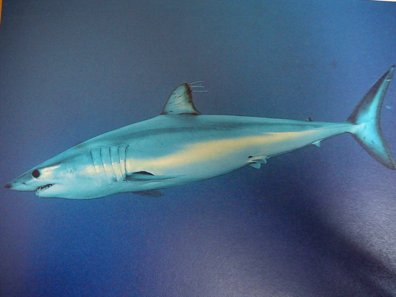Shortfin Mako Shark (Isurus oxyrinchus) - Wiki; DISPLAY FULL IMAGE.