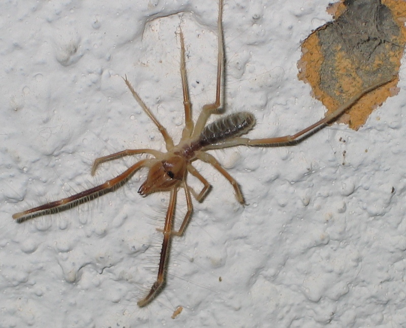 Camel Spider (Order: Solifugae) - Wiki; DISPLAY FULL IMAGE.