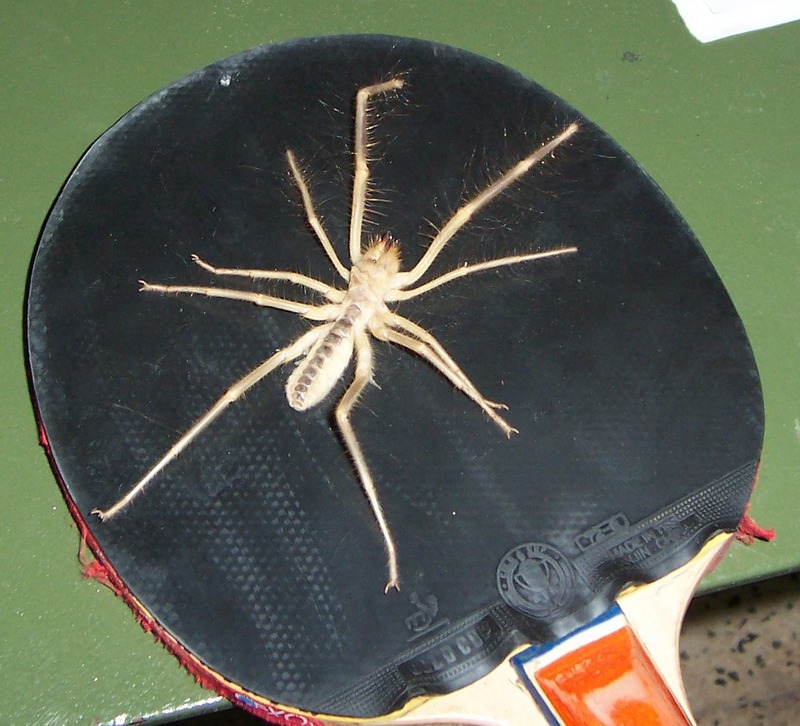 Camel Spider (Order: Solifugae) at Iraq; DISPLAY FULL IMAGE.