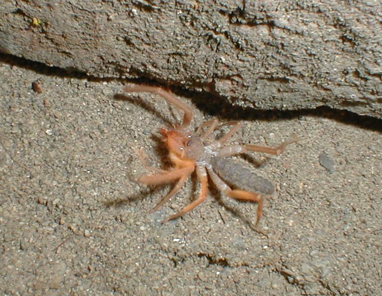 Wind Scorpion (Order: Solifugae); DISPLAY FULL IMAGE.