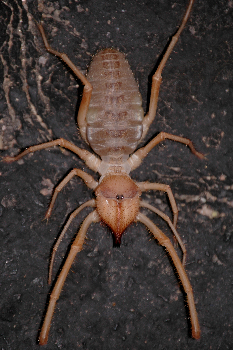 Sun Spider (Order: Solifugae) from USA; DISPLAY FULL IMAGE.