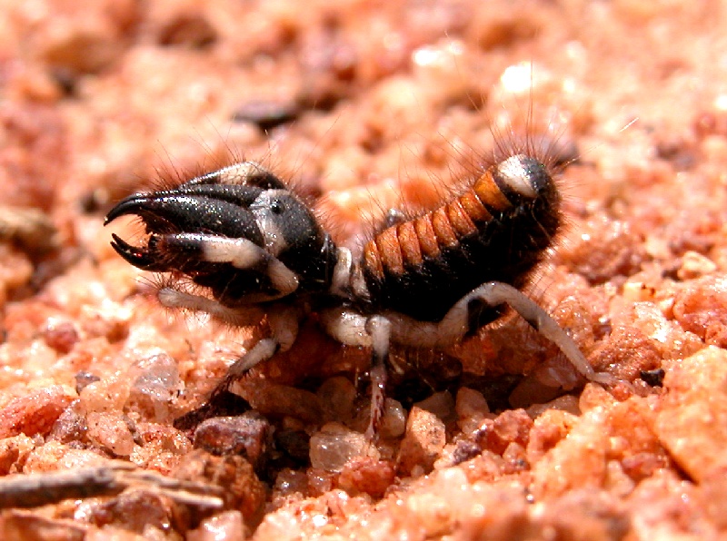 Wind Scorpion (Order: Solifugae) from India; DISPLAY FULL IMAGE.