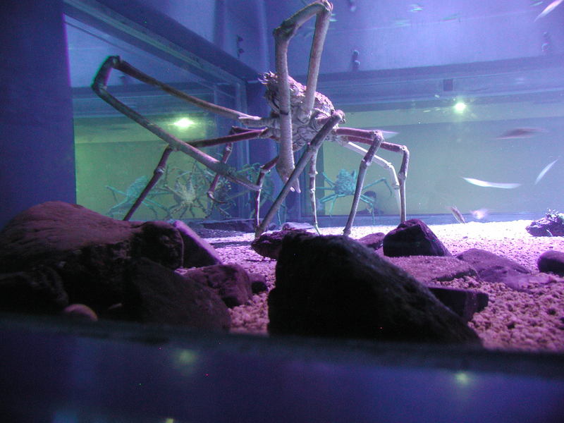 Japanese spider crab (Macrocheira kaempferi) - Wiki; DISPLAY FULL IMAGE.