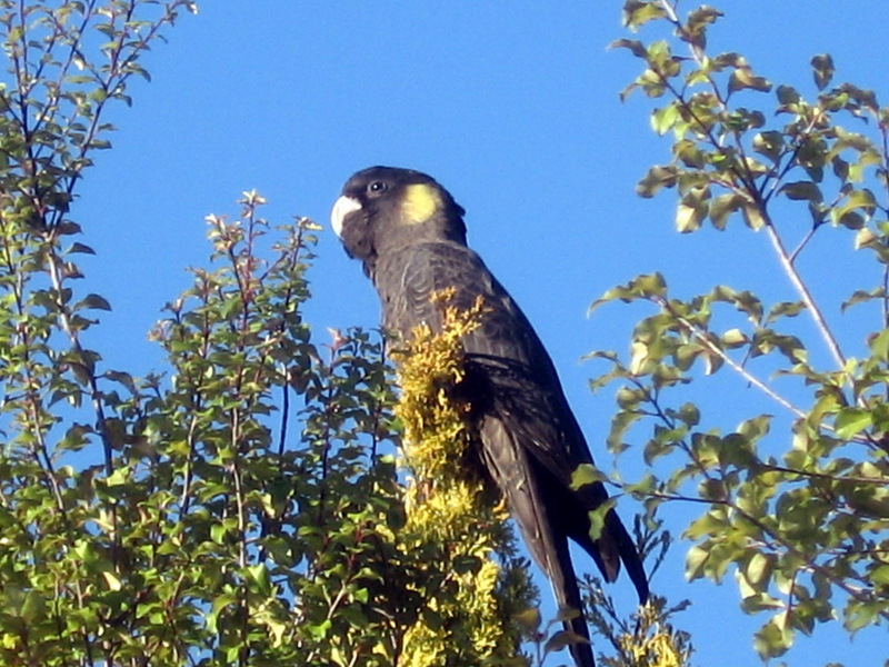 Yellow-tailed Black Cockatoo (Calyptorhynchus funereus) - Wiki; DISPLAY FULL IMAGE.