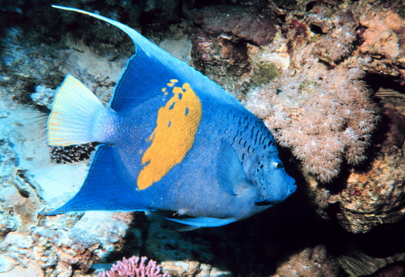 Yellowbar Angelfish (Pomacanthus maculosus); DISPLAY FULL IMAGE.