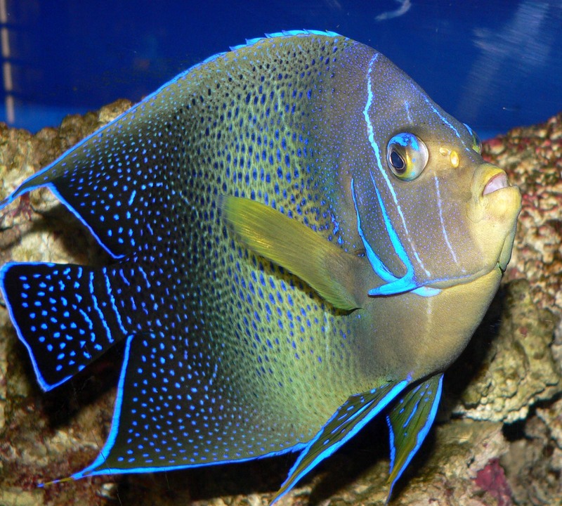 Semicircle Angelfish (Pomacanthus semicirculatus); DISPLAY FULL IMAGE.
