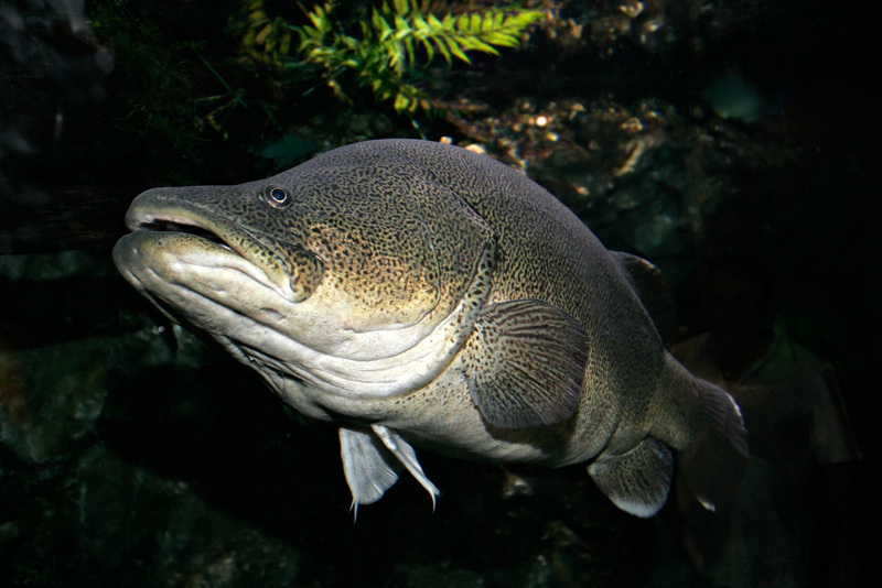 Murray Cod (Maccullochella peelii peelii) - Wiki; DISPLAY FULL IMAGE.