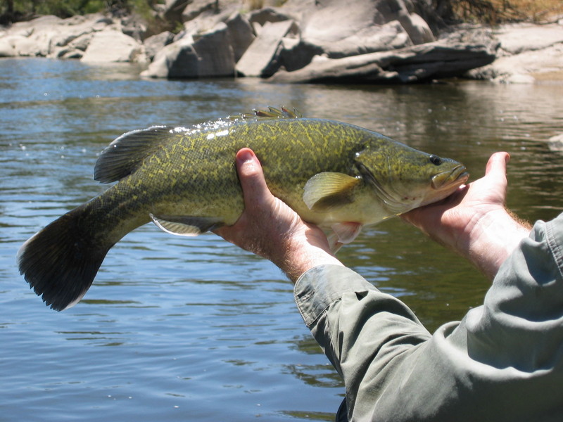 Murray Cod (Maccullochella peelii peelii); DISPLAY FULL IMAGE.