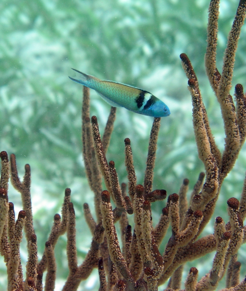 Blue-headed Wrasse (Thalassoma bifasciatum); DISPLAY FULL IMAGE.