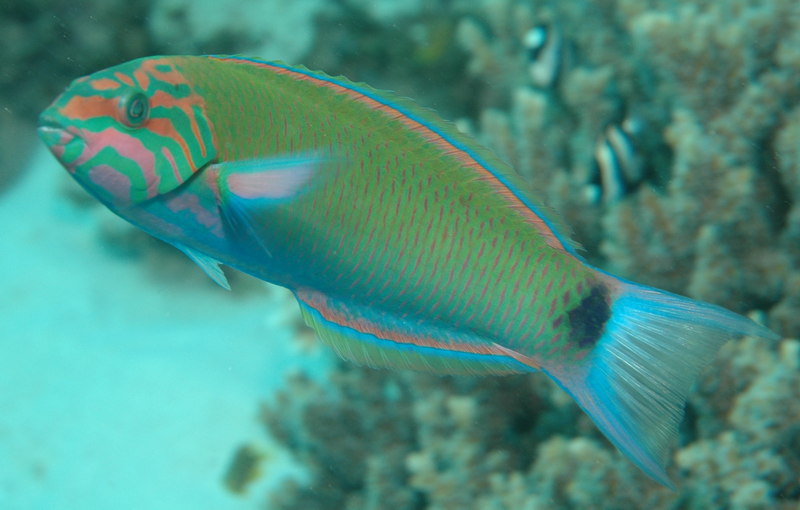 Moon Wrasse (Thalassoma lunare) - Wiki; DISPLAY FULL IMAGE.