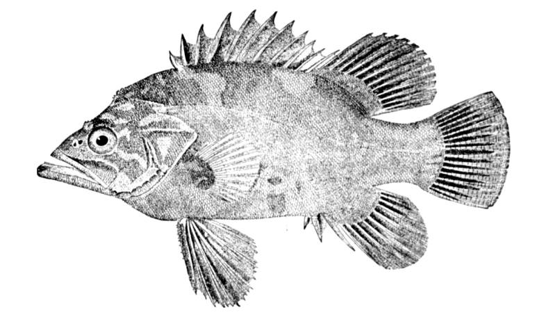 Atlantic Wreckfish (Polyprion americanus) - Wiki; DISPLAY FULL IMAGE.