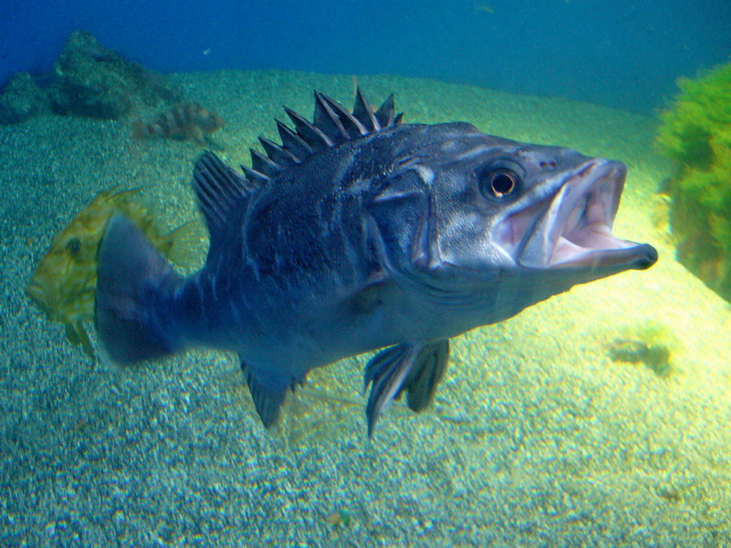 Atlantic Wreckfish (Polyprion americanus); DISPLAY FULL IMAGE.