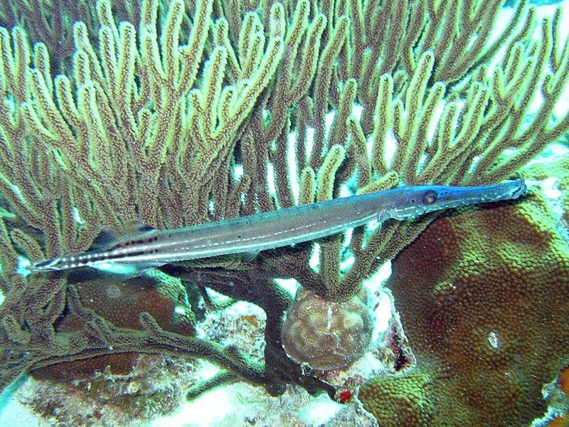 Trumpetfish (Aulostomus maculatus); DISPLAY FULL IMAGE.