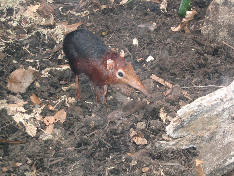 Black and Rufous Elephant Shrew (Rhynchocyon petersi) - Wiki; DISPLAY FULL IMAGE.