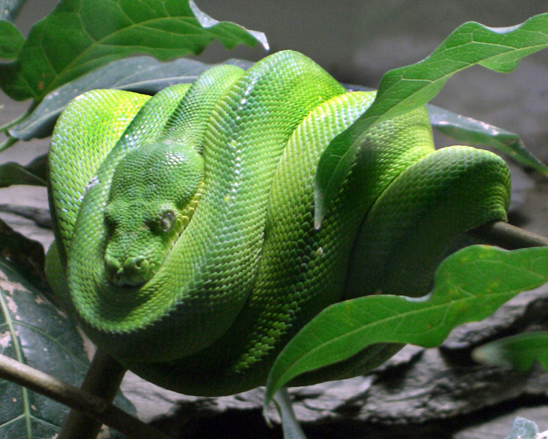 Green Tree Python (Morelia viridis) - Wiki; DISPLAY FULL IMAGE.