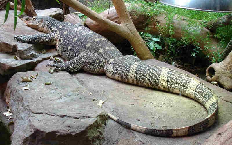 Nile Monitor (Varanus niloticus) - Wiki; DISPLAY FULL IMAGE.