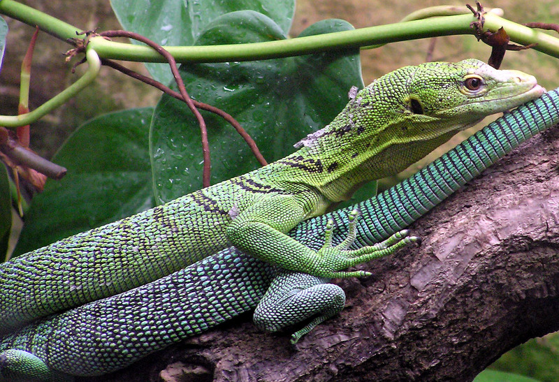 Emerald Tree Monitor (Varanus prasinus) - Wiki; DISPLAY FULL IMAGE.