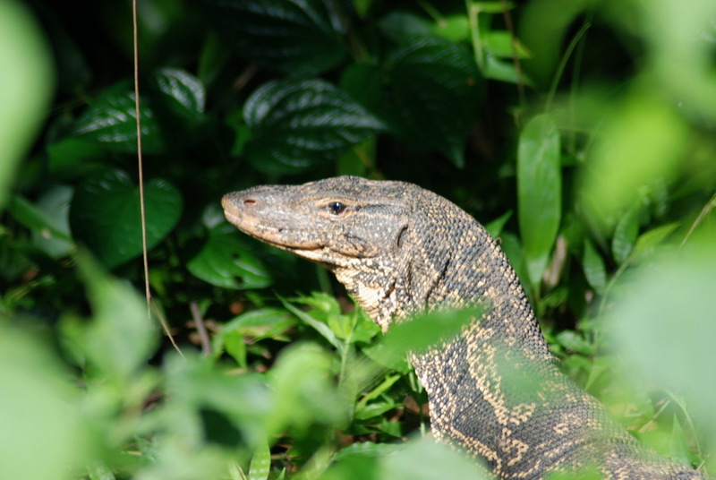 Asian water monitor (Varanus salvator salvator); DISPLAY FULL IMAGE.