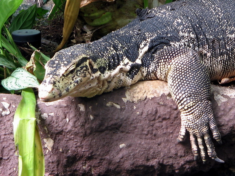 Water Monitor (Varanus salvator) - Wiki; DISPLAY FULL IMAGE.