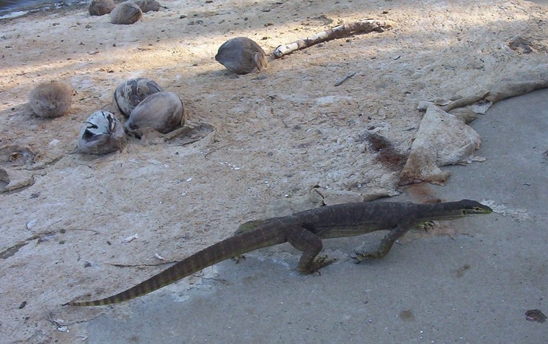 Sand Goanna (Varanus gouldii) - Wiki; DISPLAY FULL IMAGE.