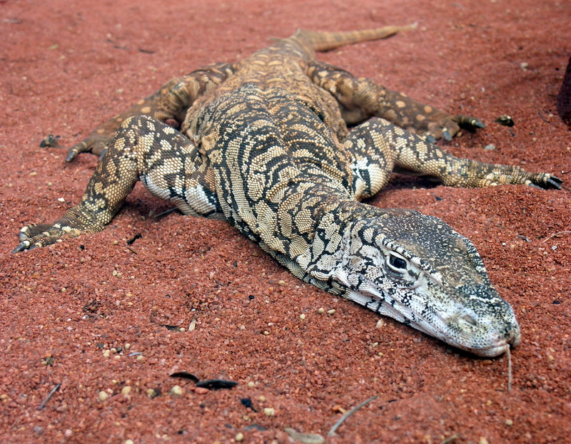 Perentie (Varanus giganteus) - Wiki; DISPLAY FULL IMAGE.