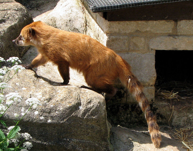 Coatimundi (Nasua nasua) - Wiki; DISPLAY FULL IMAGE.