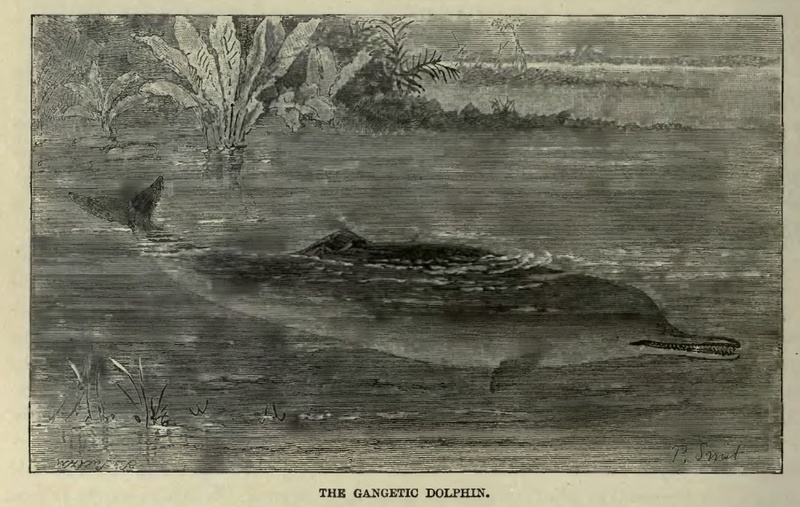 Ganges River Dolphin (Platanista gangetica gangetica) drawing; DISPLAY FULL IMAGE.