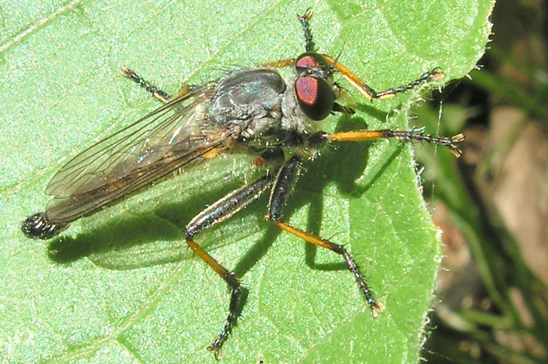 Robber Fly (Neoitamus cyanurus), Netherlands; DISPLAY FULL IMAGE.