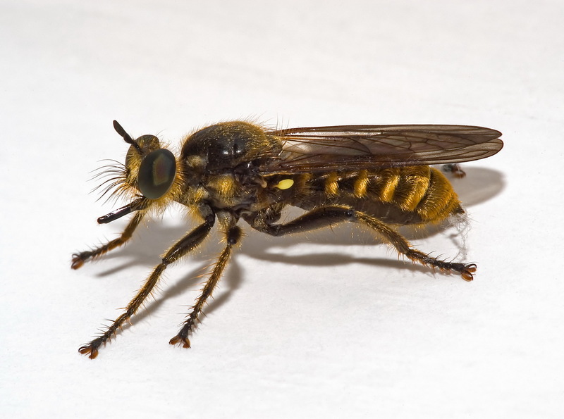 Robber Fly (Choerades fimbriata) female; DISPLAY FULL IMAGE.