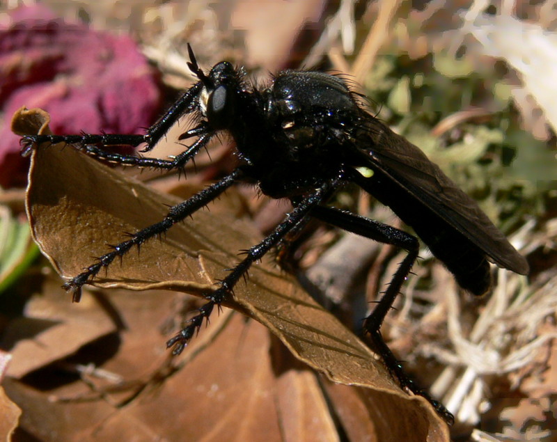 Robber Fly (Dasypogon diadema); DISPLAY FULL IMAGE.