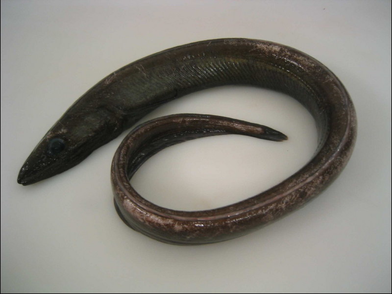 Basketwork Eel, Diastobranchus capensis; DISPLAY FULL IMAGE.