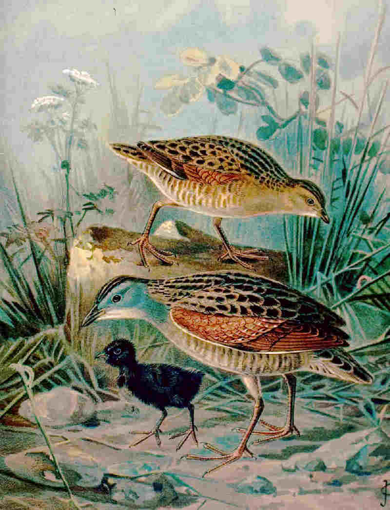 Corn Crake (Crex crex) - Wiki; DISPLAY FULL IMAGE.