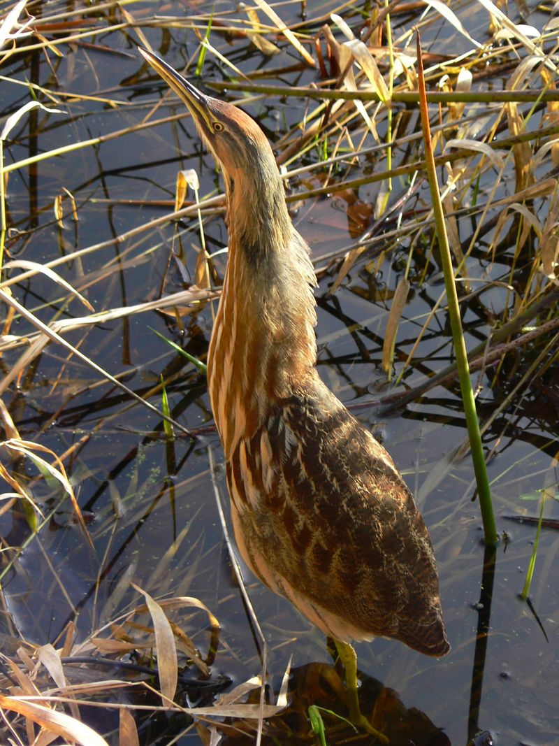 American Bittern (Botaurus lentiginosus) - Wiki; DISPLAY FULL IMAGE.