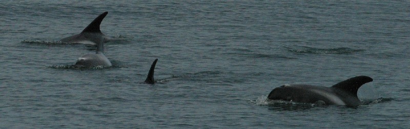 White-beaked Dolphin (Lagenorhynchus albirostris) - Wiki; DISPLAY FULL IMAGE.