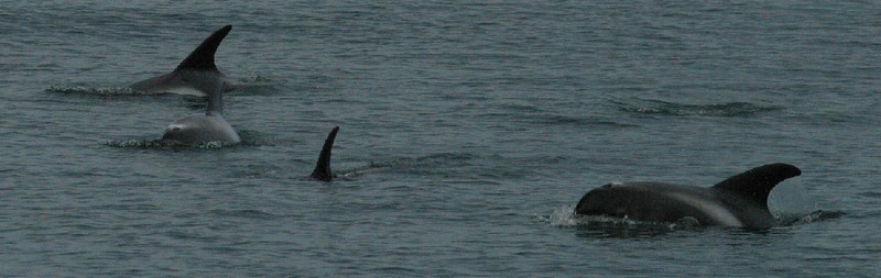 White-beaked Dolphin (Lagenorhynchus albirostris) - Wiki; DISPLAY FULL IMAGE.