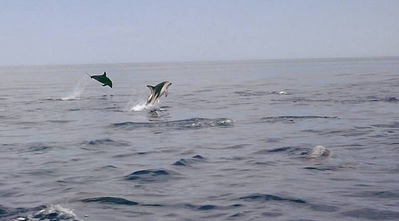 Dusky Dolphin (Lagenorhynchus obscurus) - Wiki; DISPLAY FULL IMAGE.