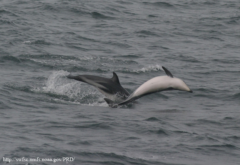 Dusky Dolphin (Lagenorhynchus obscurus); DISPLAY FULL IMAGE.