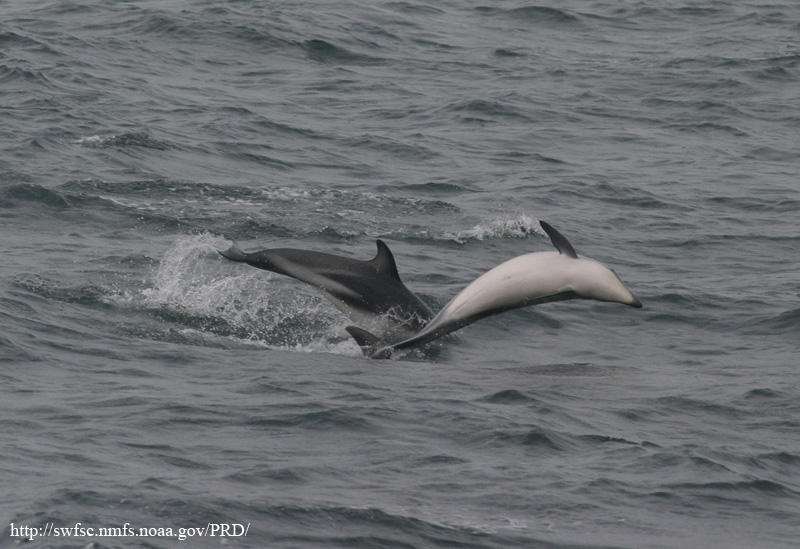 Dusky Dolphin (Lagenorhynchus obscurus); DISPLAY FULL IMAGE.