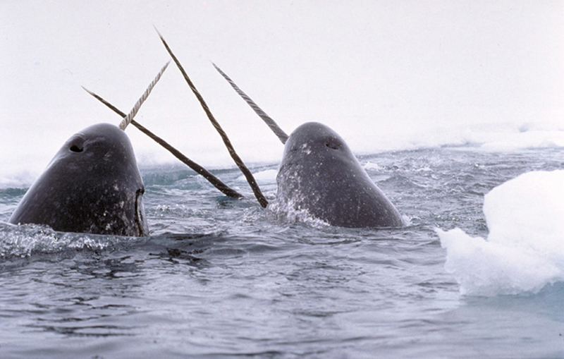 Narwhal (Monodon monoceros) - Wiki; DISPLAY FULL IMAGE.